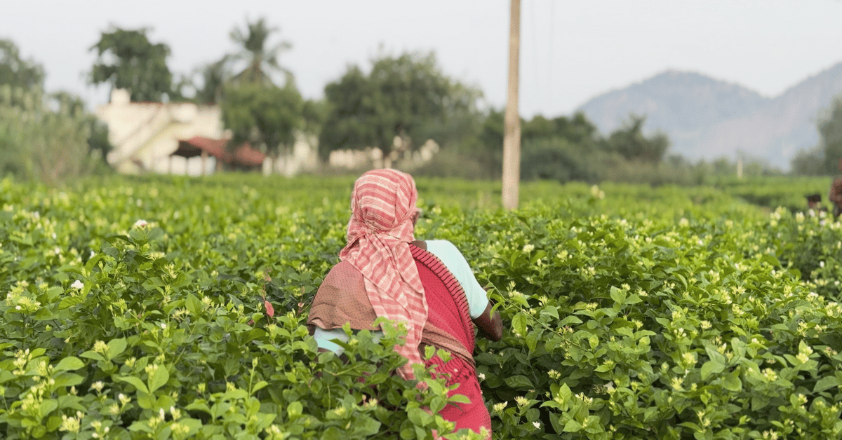 TV1 a leading television channel in France talks about Jasmine